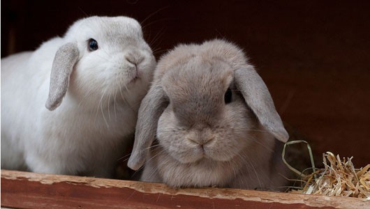 как подружить двух кроликов