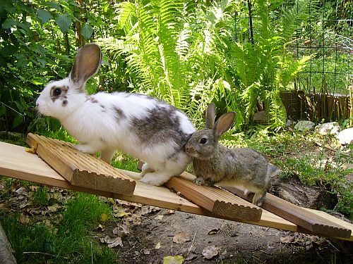 тренировки кроликов