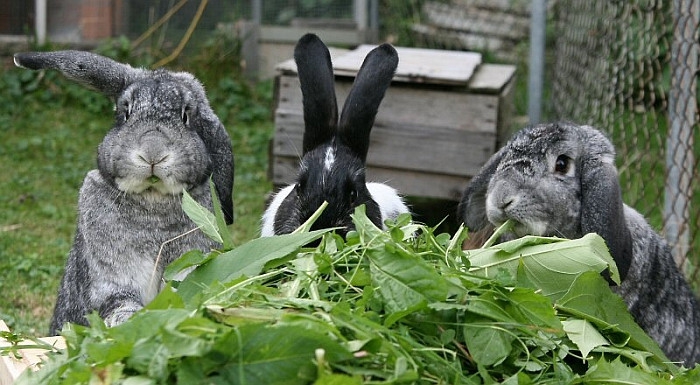 Чем можно кормить вислоухого кролика, а чем нельзя | LittleRabbit.ru