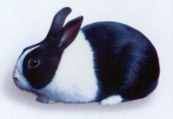 Порода кроликов