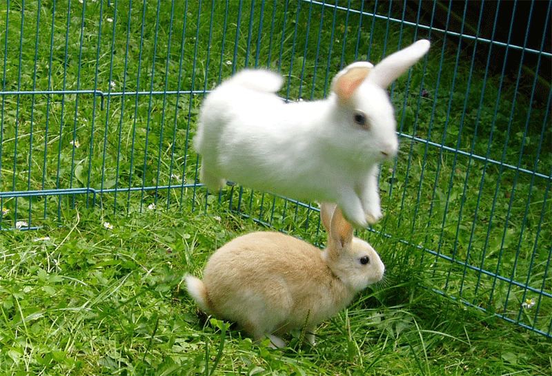прыг кролика