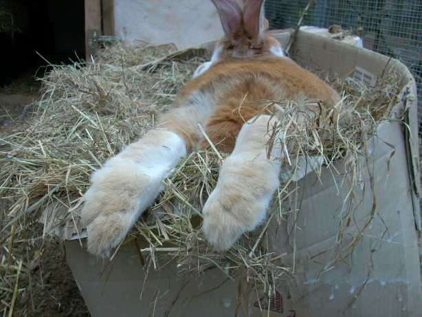 Неограниченный доступ к сену для кролика