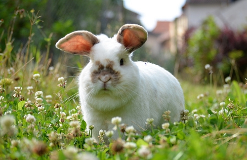 трава полезна для кроликов