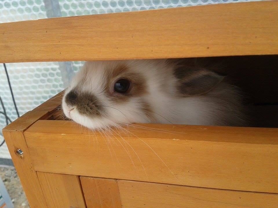 кролик прячется