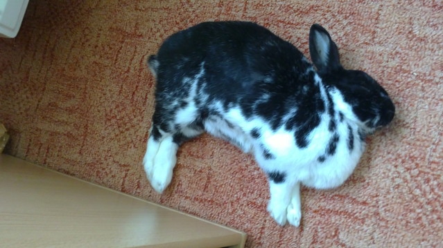 кролик спокоен лежа на спине