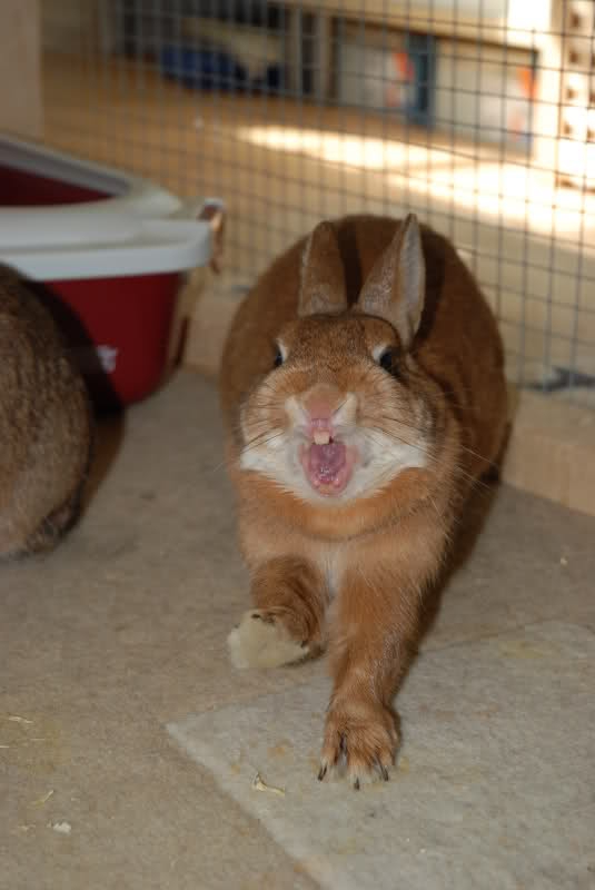 Кролик издает хрюкающие звуки: почему крольчиха урчит?