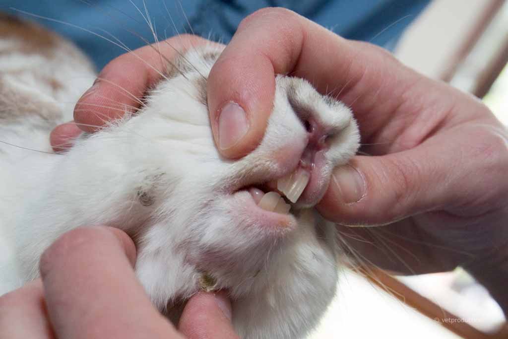 осмотр зубов кролика у ветеринара