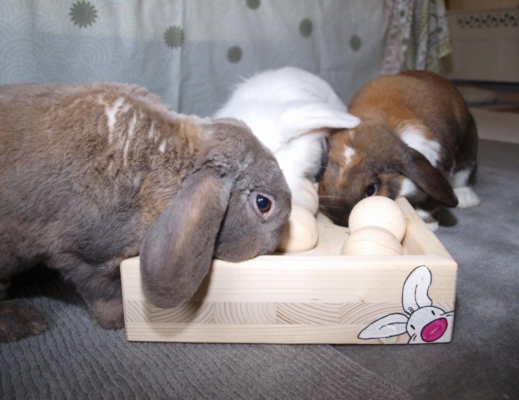 игрушки из дерева для кролика