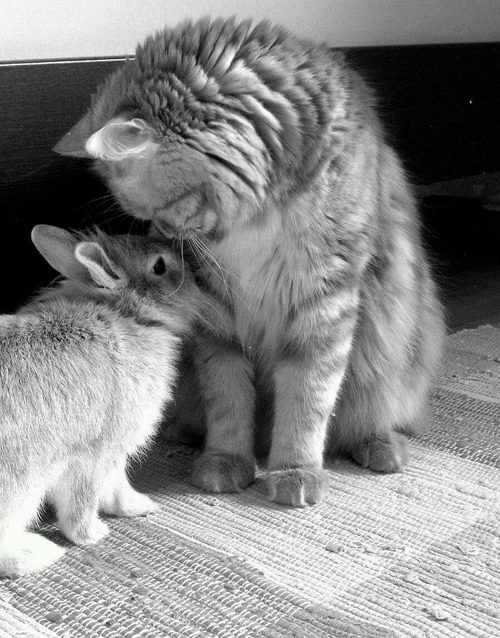 кролик и кошка