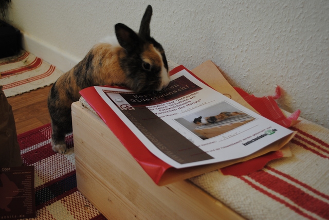 кролик и журнал