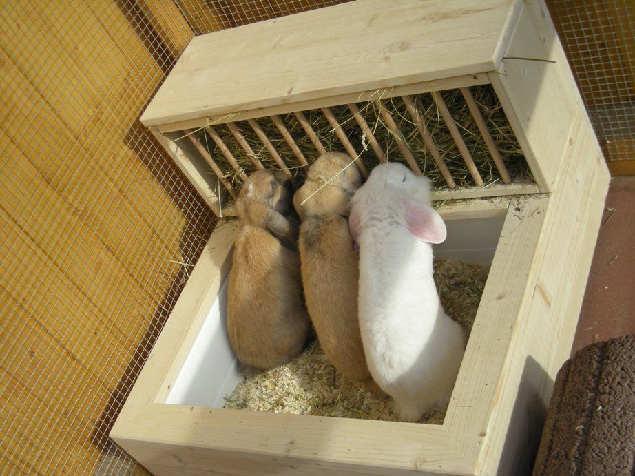 кролики жуют сено из сенника