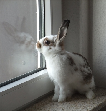 кролик испытывает страх