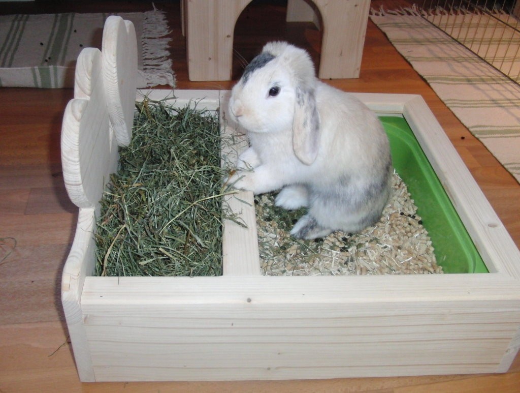 кролик и его туалет