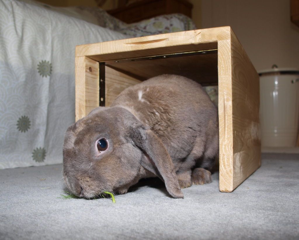 тоннель для кролика