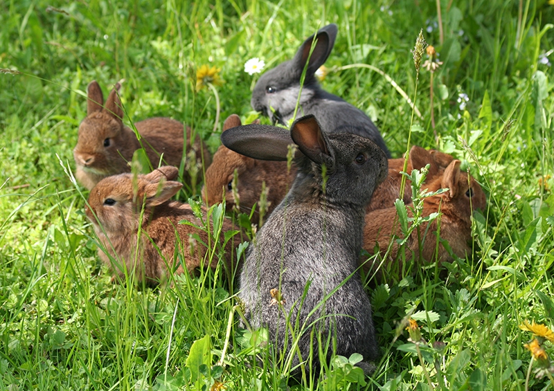 большие группы кроликов