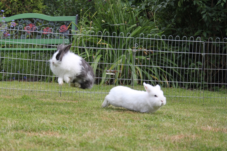Кролики прыгают во время прогулок