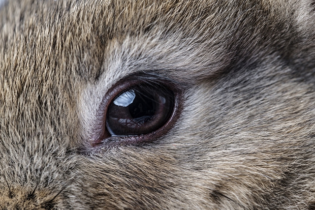 болезни глаз кролика