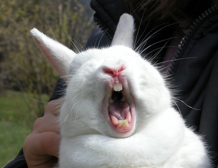 зубы кролика